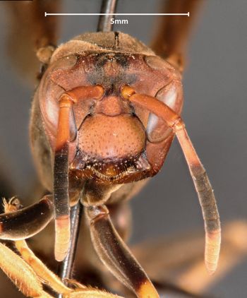 Media type: image;   Entomology 33136 Aspect: head frontal view